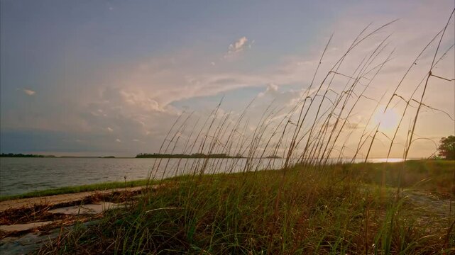 Beach grass at sunsut with coastal background