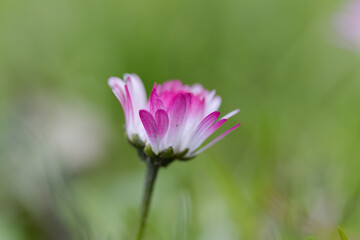 lonely daisy flower on the meadow, close up of a pink Bellis perennis,  pink daisy, blossom of daisies, beautiful meadow with pink blossoms © Rebecca
