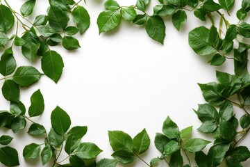 1 Rose flower with green leaves forming an elegant frame on a white background