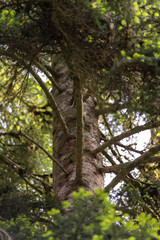 Obraz premium Détail d'un tronc d'épicéa et ses branches