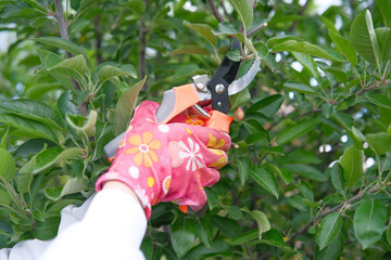 A gardener uses pink gloves and shears to expertly maintain greenery, ensuring a vibrant garden...