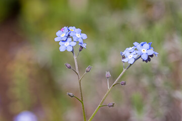 light blue blossoms of the field forget-me-not and buds in the sunlight with dark blurred background