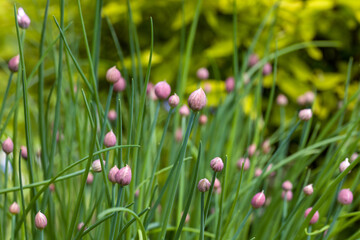 young pink chive buds in the garden in sunlight against a blurred background