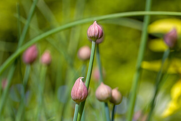 close up view of young pink chive buds in the garden in sunlight against a blurred background
