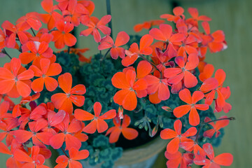 the red blossoms of a geranium called red black vesuvius