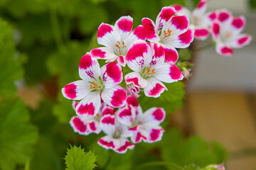 the white pink blossoms of a geranium named beromünster
