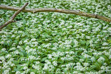 a green carpet of green flowering wild garlic in a forest
