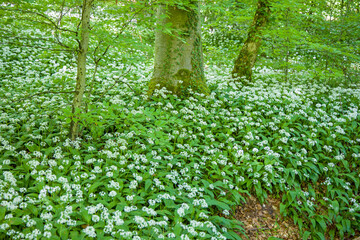 a green carpet of green flowering wild garlic in a forest
