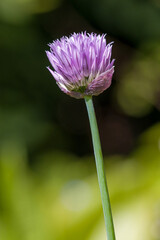 a pink chives blossom in the garden in sunlight against a blurred background