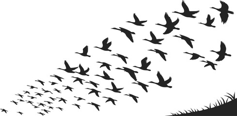 Black silhouette of  birds flying vector illustration