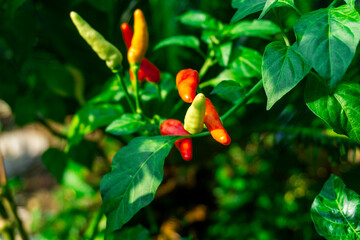 Close up of red and green plant. Cluster of colorful chili peppers growing on the plant.