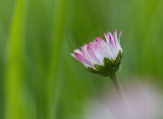lonely daisy flower in the meadow, daisy with many filigree petals, daisy flower, beautiful bokeh, white flower on the right side, bellis perennis © Rebecca