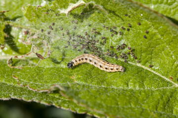 close-up view of a black and white caterpillar of the apple ermine on a gnawed green leaf in sunlight