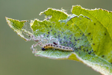close-up view of a black and white caterpillar of the apple ermine on a gnawed green leaf in sunlight