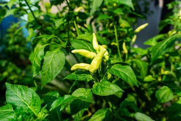 Pale yellow chili peppers hanging on a lush green plant. Chili plant