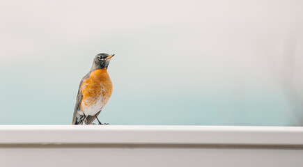 robin perched on a railing