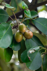 Sawo kecik (Manilkara kauki, Sawo jawa, caqui, wongi, adao, Adam’s fruit). It is planted as an ornamental plant and the fruit is reported to be very tasty