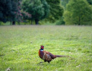 Fototapeta premium Vibrant pheasant in a lush green field.