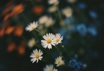 Close-Up of Colorful Flowers with Bokeh – Orange, White, and Blue Petals Against a Dark Blurred Background with Soft Diffused Light