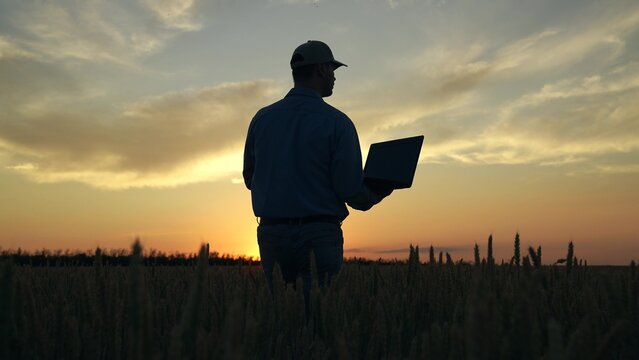 Businessman farmer with laptop is working in wheat field, assessing, checking grain harvest. Farmer man is working at her computer at sunset. Concept of agricultural business. Agronomist man works.