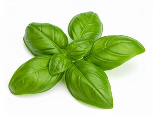 Basil on a white background