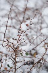 Winter scene with snow on branches and leaves in nature