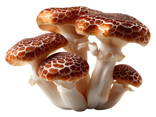 Exotic Mushrooms: A cluster of unique and beautiful exotic mushrooms showcase intricate patterns and textures, offering a glimpse into the natural world.