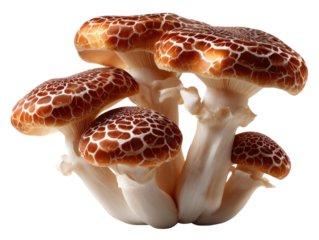 Exotic Mushrooms: A cluster of unique and beautiful exotic mushrooms showcase intricate patterns and textures, offering a glimpse into the natural world.