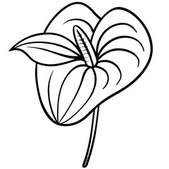 lily flower vector illustration