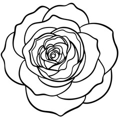 white rose isolated on white