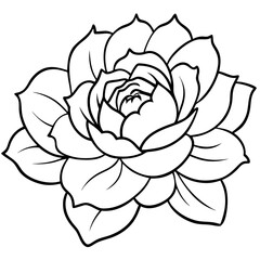 vector illustration of rose