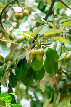 Sawo kecik (Manilkara kauki, Sawo jawa, caqui, wongi, adao, Adam&rsquo;s fruit). It is planted as an ornamental plant and the fruit is reported to be very tasty