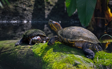 Obraz premium turtle on mossy rock