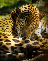 portrait of a jaguar