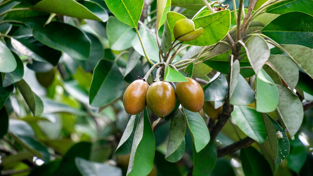 Sawo kecik (Manilkara kauki, Sawo jawa, caqui, wongi, adao, Adam&rsquo;s fruit). It is planted as an ornamental plant and the fruit is reported to be very tasty