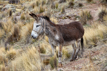 Tethered to the windswept puna grasslands, this humble donkey stands as a silent witness to life in the high Andes. A symbol of resilience and endurance, carrying centuries of tradition on its back.