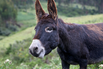 Tethered to the windswept puna grasslands, this humble donkey stands as a silent witness to life in the high Andes. A symbol of resilience and endurance, carrying centuries of tradition on its back.