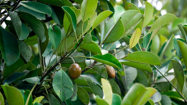 Sawo kecik (Manilkara kauki, Sawo jawa, caqui, wongi, adao, Adam&rsquo;s fruit). It is planted as an ornamental plant and the fruit is reported to be very tasty