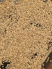 Arabica coffee beans being dried in the sun. Ready to be peeled into green beans.