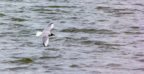 a seagull flying over a grey sea in gloomy weather