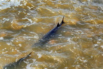 Fototapeta premium Lake Sturgeon Spawning At The Fox River Dam And Rapids At De Pere, Wisconsin, In Spring