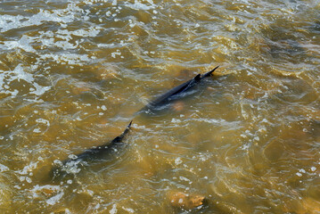 Obraz premium Lake Sturgeon Spawning At The Fox River Dam And Rapids At De Pere, Wisconsin, In Spring