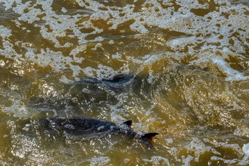 Obraz premium Lake Sturgeon Spawning At The Fox River Dam And Rapids At De Pere, Wisconsin, In Spring