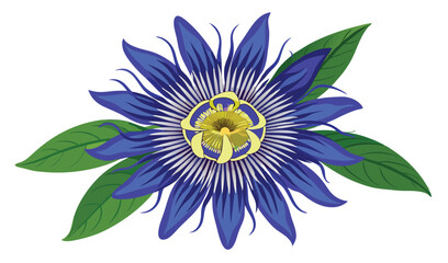 Fototapeta premium Vibrant blue passion flower with lush green leaves
