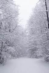 wald im schnee, bäume bedeckt von schnee