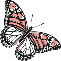 black and white butterfly