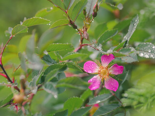 Zarte Blüten kleiner Heckenrose bei Regen im Mai,