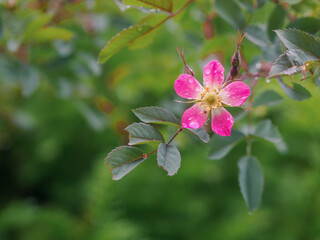 Zarte Blüten kleiner Heckenrose bei Regen im Mai,