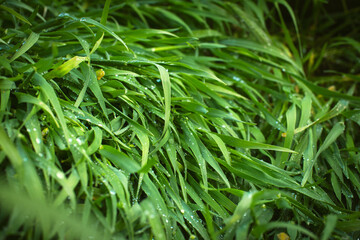 Natural green background, tall grass fallen by wind after rain with many dew drops.