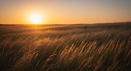 Obraz premium Golden hour sunlight bathes gently swaying tall grass in warm hues creating a peaceful landscape. AI Generated